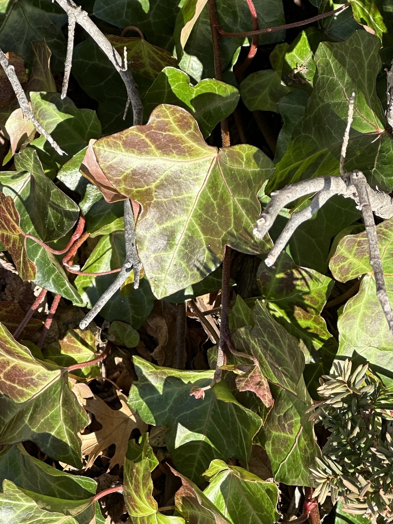 Common Ivy In January 2024 By Robert Levy INaturalist   Large 