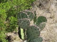 Opuntia mackensenii