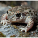 Iberian Midwife Toad - Photo (c) moroccoherps, some rights reserved (CC BY-NC-SA), uploaded by moroccoherps