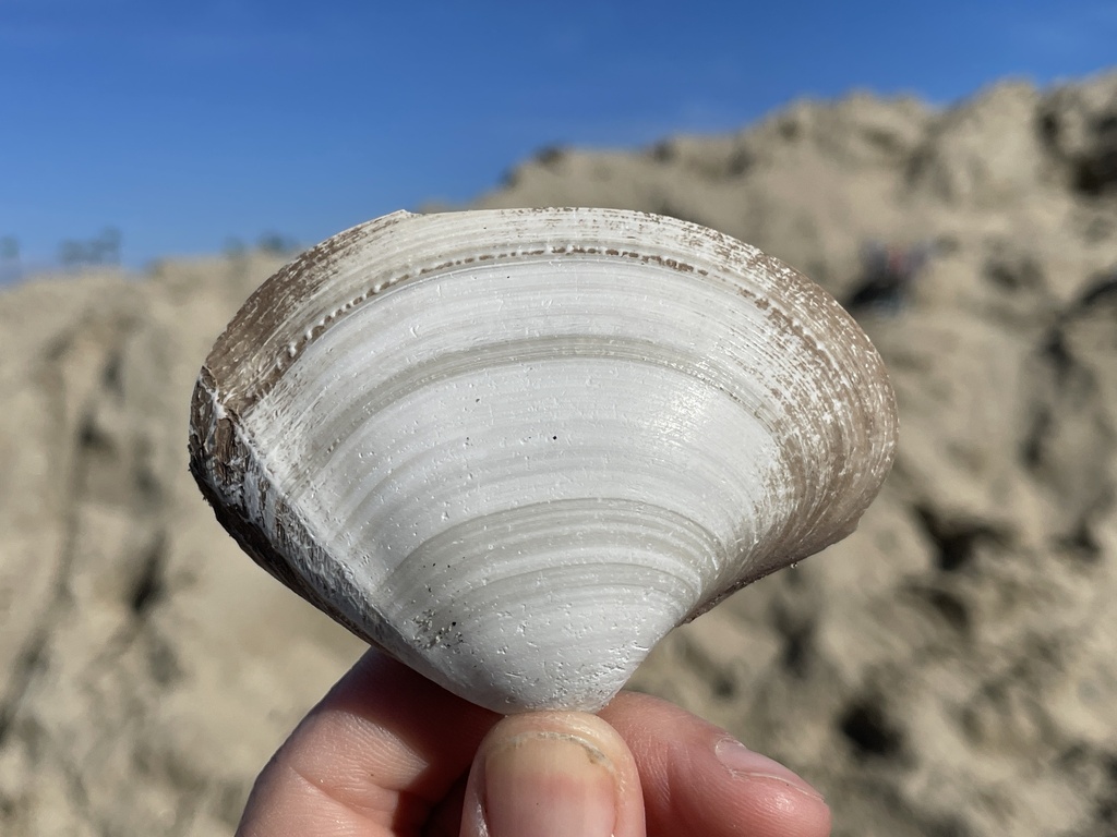 Hemphill surfclam