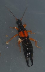 Carcinophora americana