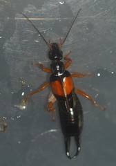 Carcinophora americana