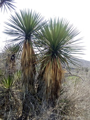 Yucca periculosa
