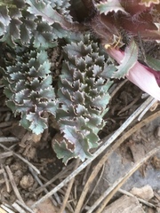 Pedicularis centranthera