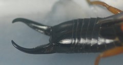 Carcinophora americana