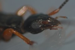 Carcinophora americana