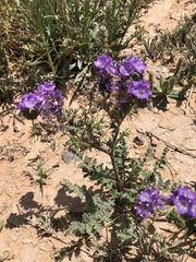 Phacelia popei