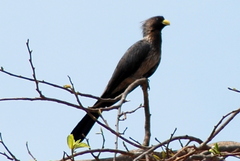 Crinifer piscator