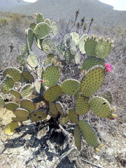 Opuntia pilifera
