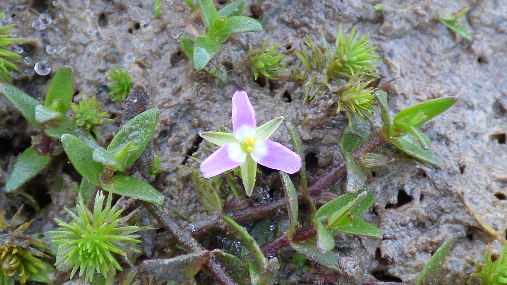 Mayaca fluviatilis