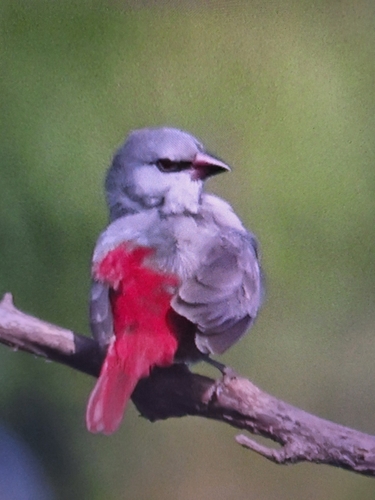 Lavender Waxbill