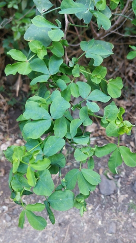 Lotus eriophthalmus