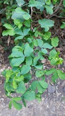 Lotus eriophthalmus