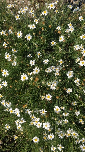 Argyranthemum gracile (Argyranthemum gracile)