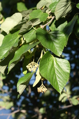 Tilia mandshurica