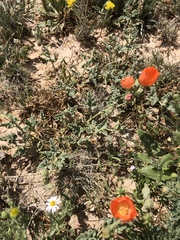 Sphaeralcea hastulata