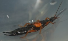 Carcinophora americana