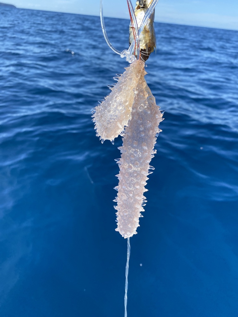 Pyrosoma atlanticum from Bay of Plenty, Bay of Plenty, NZ on January 3 ...