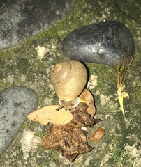 Zachrysia provisoria