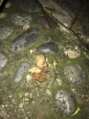 Zachrysia provisoria