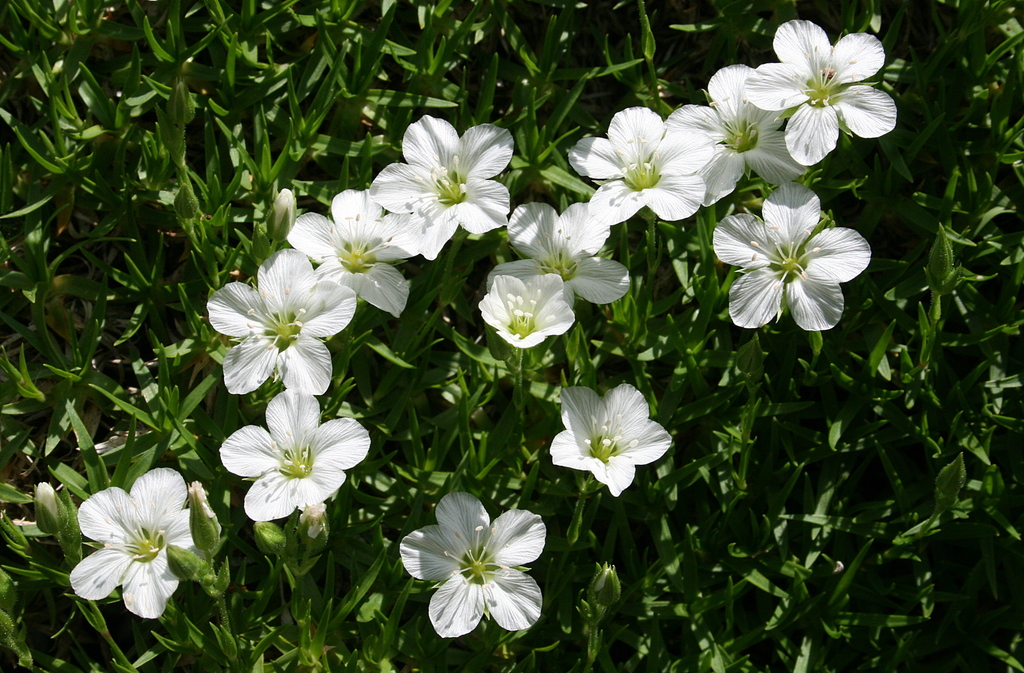 Mcneillia graminifolia