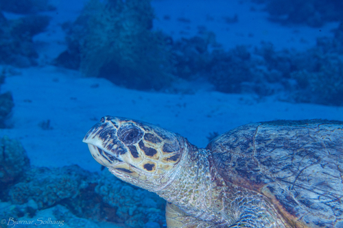 Hawksbill Sea Turtle — seen at this dive site