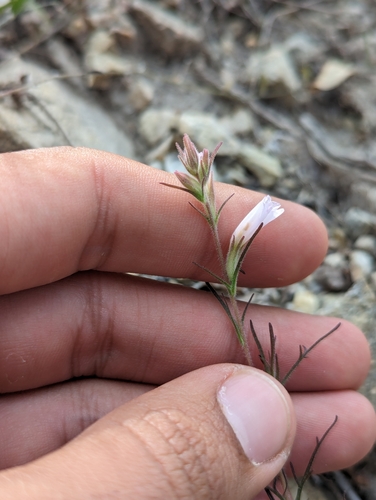Castilleja beldingii (Castilleja beldingii)