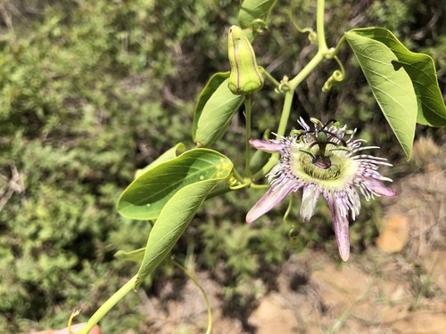 Passiflora pardifolia