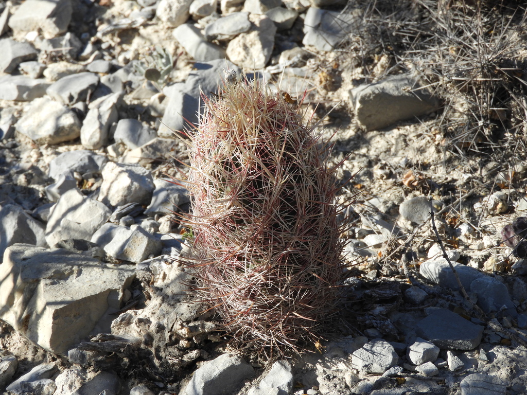 Thelocactus bicolor, Cuatro Ciénegas, MX-CA, MX