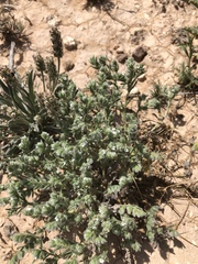 Cryptantha mexicana