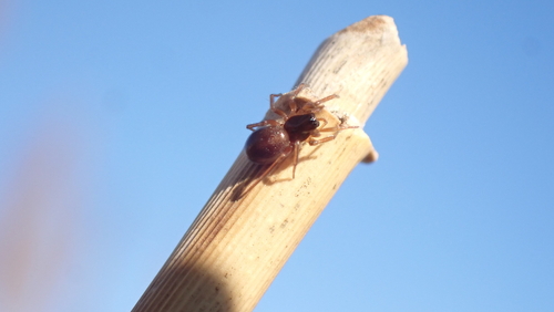 Gnathonarium dentatum