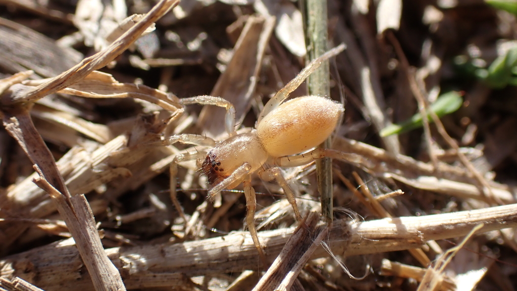 Clubiona neglecta