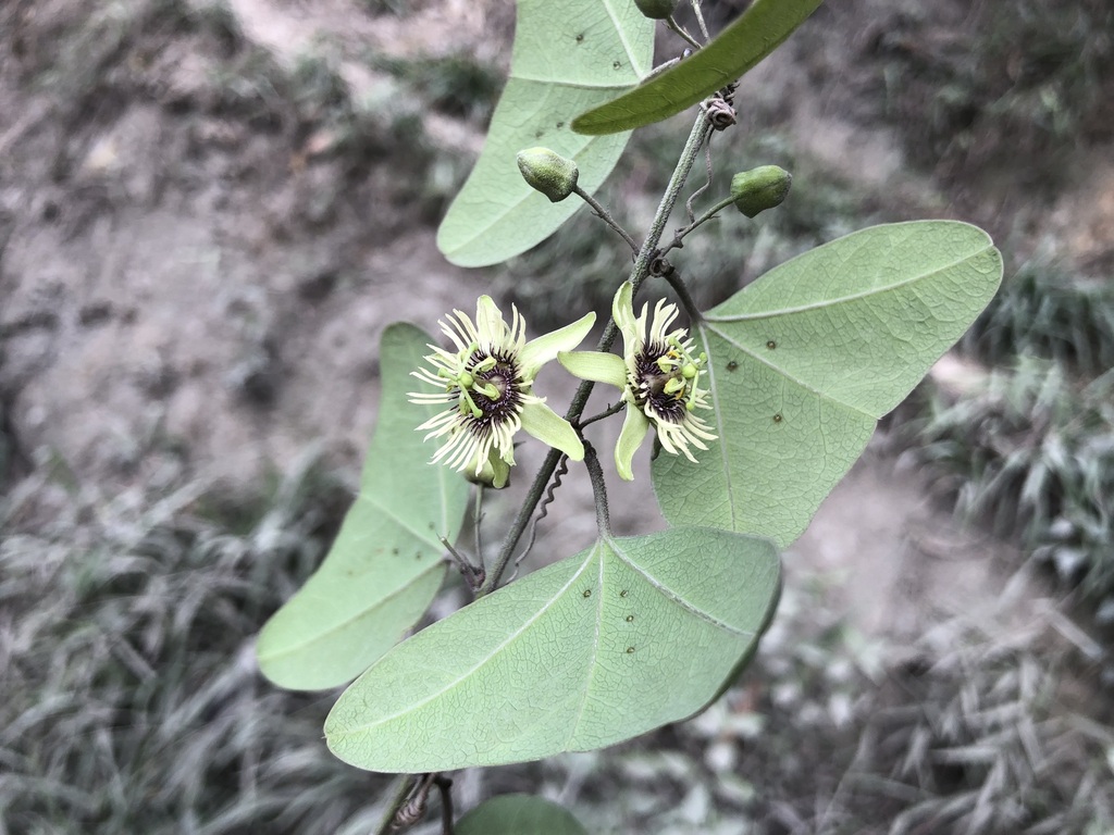 Passiflora praemorsa
