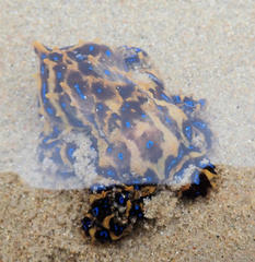 Hapalochlaena maculosa