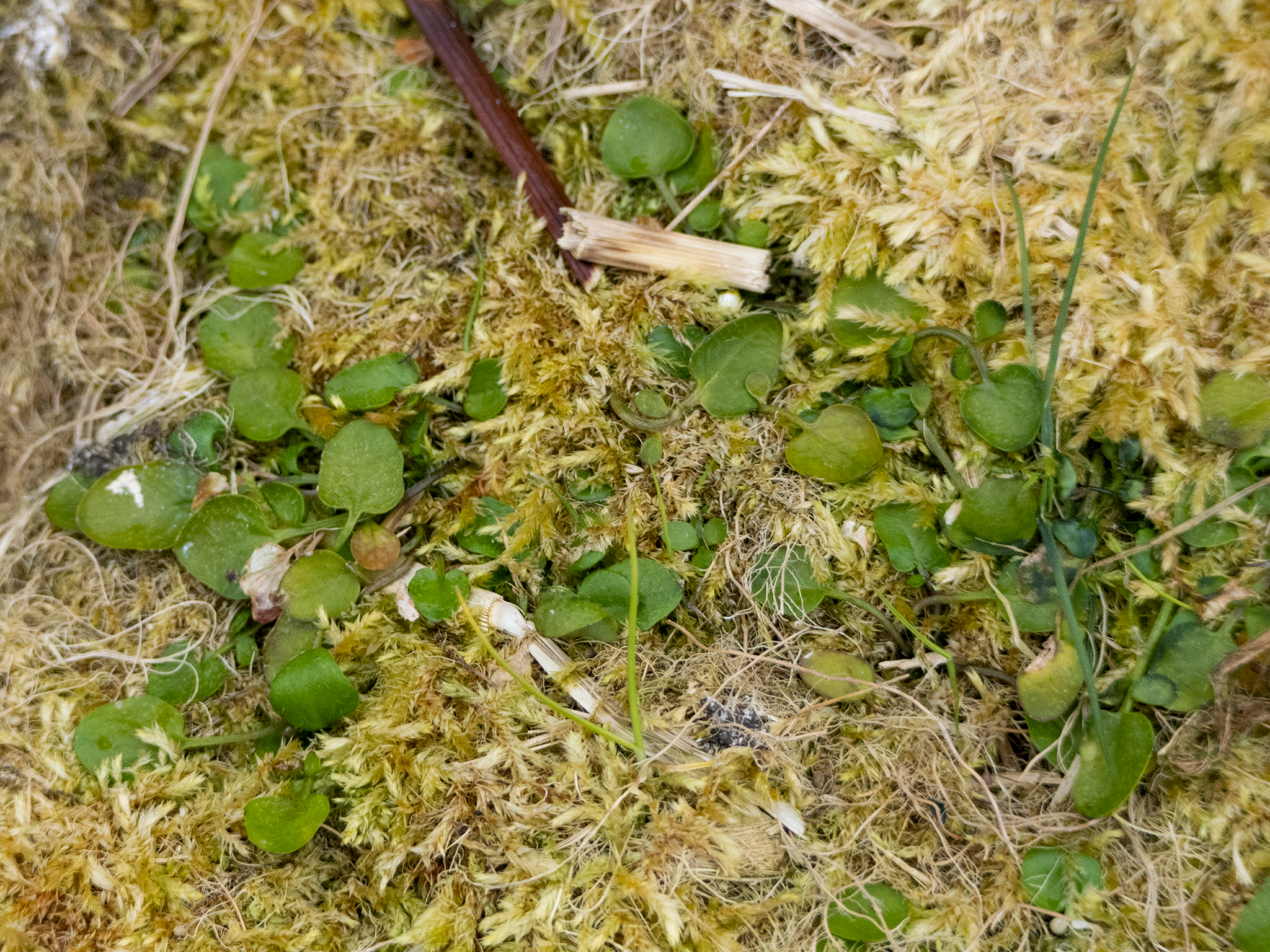 Image of Cardamine corymbosa by (c) Genevieve Early, some rights reserved (CC BY)
