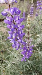 Lupinus longifolius