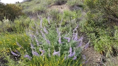 Lupinus longifolius