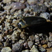 Dytiscus habilis - Photo (c) Kevin Meza,  זכויות יוצרים חלקיות (CC BY-NC), הועלה על ידי Kevin Meza