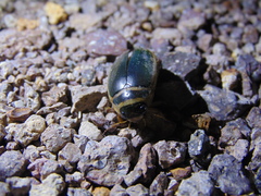 Dytiscus habilis