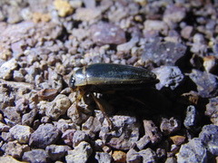 Dytiscus habilis