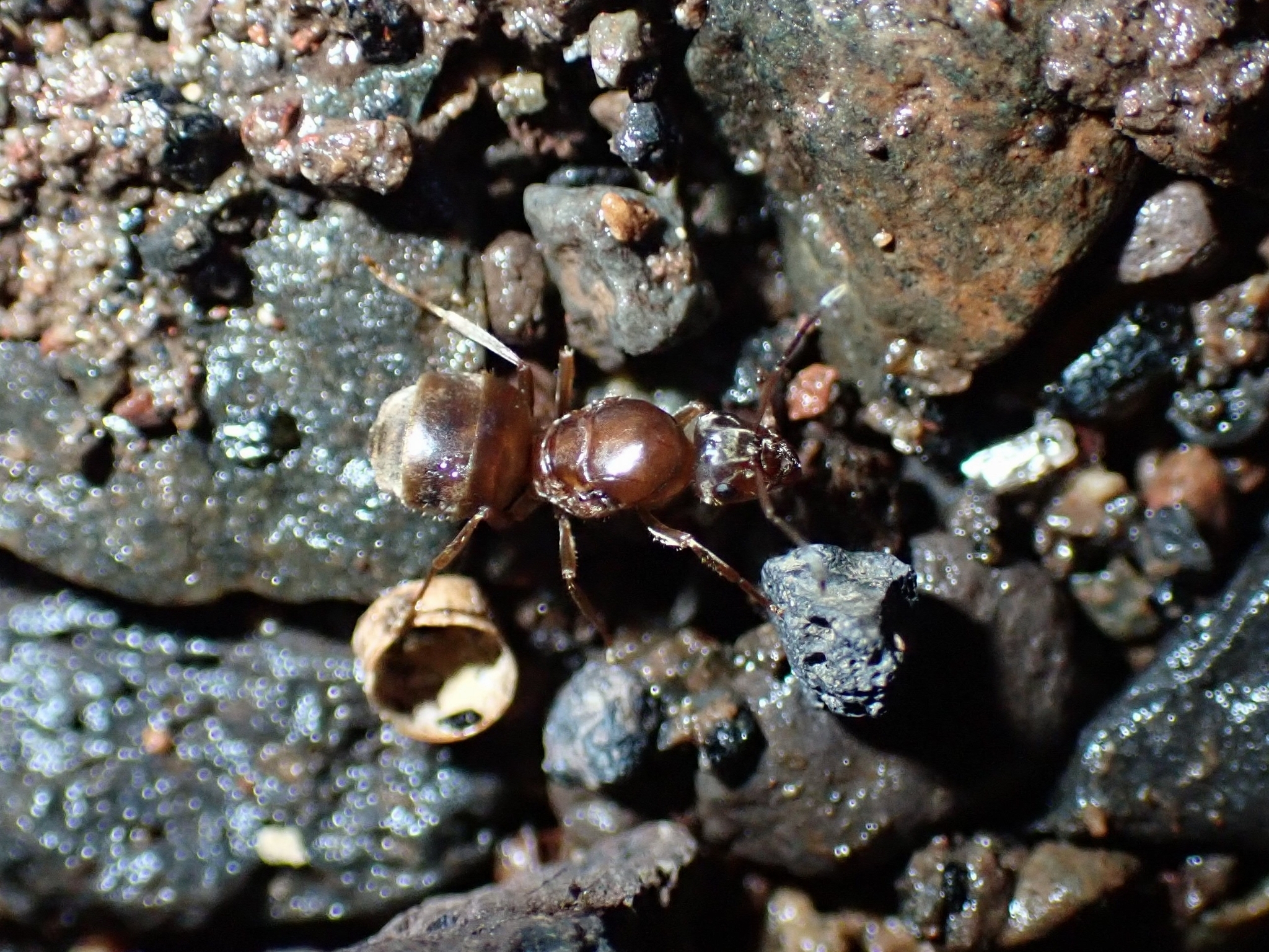 Lasius mauretanicus