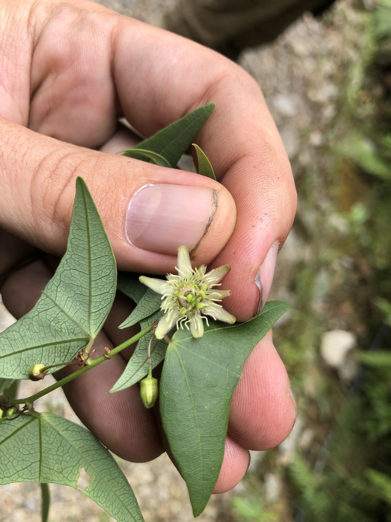Passiflora solomonii