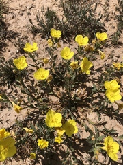Oenothera tubicula