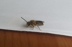 Andrena