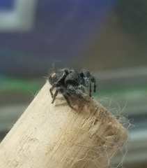 Phidippus audax