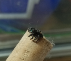 Phidippus audax