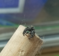 Phidippus audax