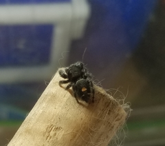 Phidippus audax