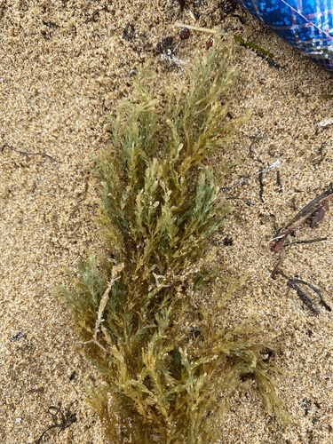 Lobospira bicuspidata, 2024-01-03