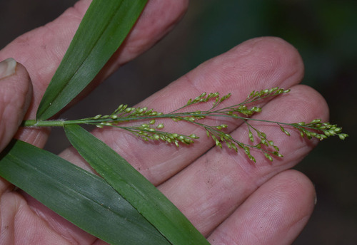 Cyrtococcum oxyphyllum observed 2023-11-17